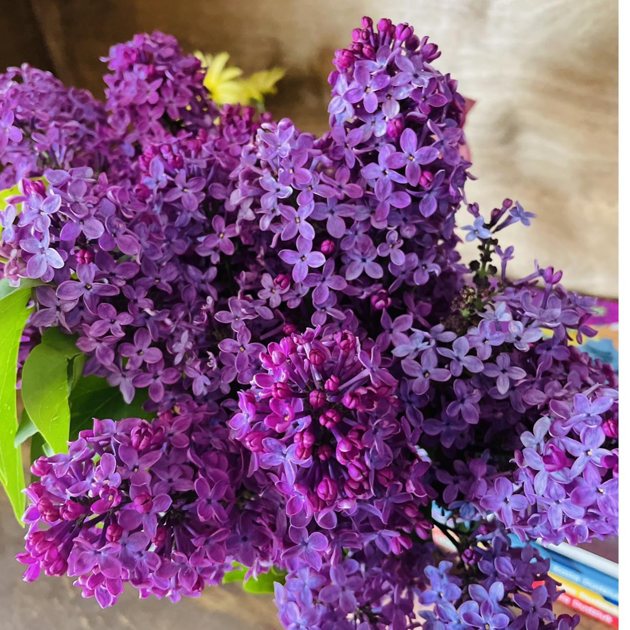 Lillac&lavender's images