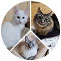 猫まみれ☆'s images