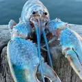 realbluelobster
