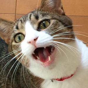 リックんチャンネル