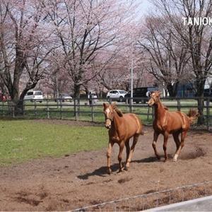 サラブレッド貴公子