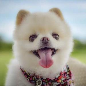 動物・癒しチャンネル