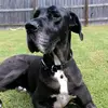 Life with a Great Dane-avatar