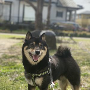 かーくんでしゅ