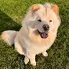 Kratosthechow-avatar