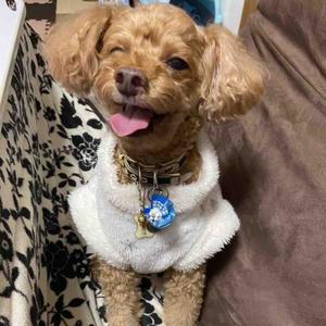 【トイプーのルーク】犬好き　犬との暮らし