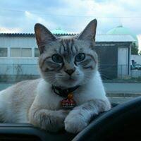 ぬこスキーハラ