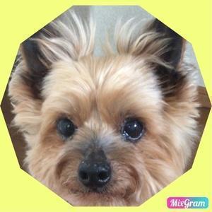 リュウと愉快な動物達