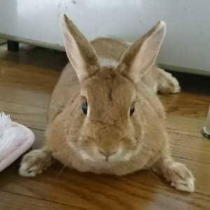 うさちゃん