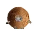 coconut_Hen