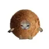 coconut_Hen-avatar
