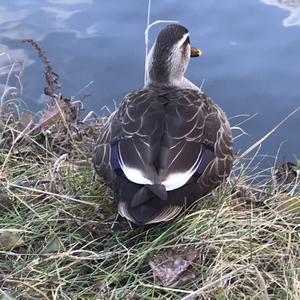 バナナオレ@筋トレ・エクササイズ 相互フォロー