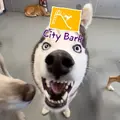 City Bark - Parker