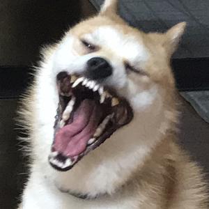 大福ちゃんねる？