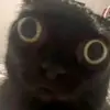 Cat on Crack-avatar