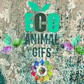 animal gifs