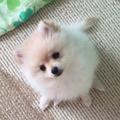ポメラニアン モモ