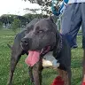 holderpitbull