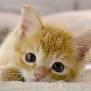 【可愛い動物動画】