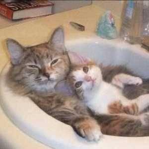 Gato rei 👑👑👑