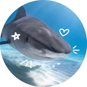 ⭐️Shark lover⭐️'s images