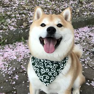 豆柴   豆助座衛門でござる