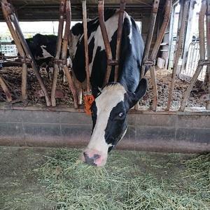 名無しの名無し