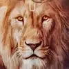 Sejam Leões 👑🦁-avatar