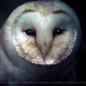 Tipografia_owl(j4)🎶