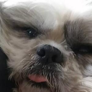 犬癒し おもしろ犬「相互」