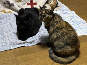 cure Izumi猫@相互フォロー