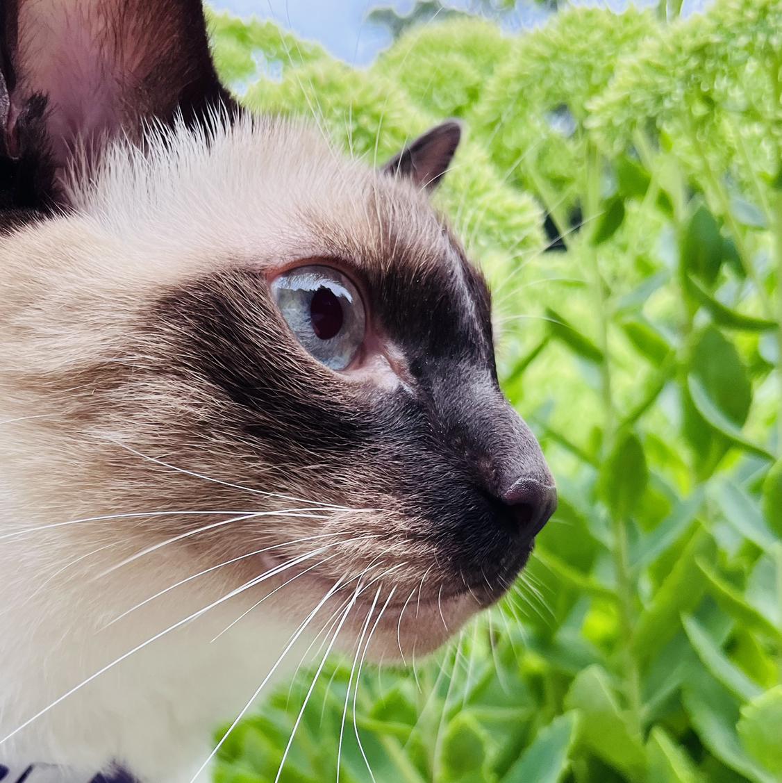 Siamese.Scout's images