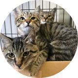 3つ子ねこチャンネル