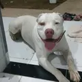 Quíron o dogo