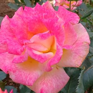 メルヘンゴリラ