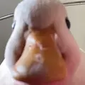 Party duck