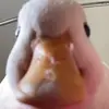 Party duck-avatar