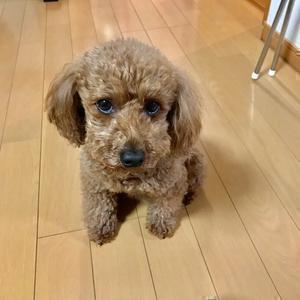 【癒しとおもしろ動画隊！】