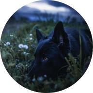 the black dog's images