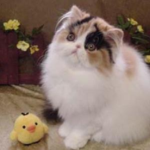 【癒し】猫にゃんこチャンネル🐈相互フォロー