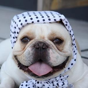 ブサカワ犬で癒されたいTV