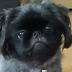 動物チャンネル