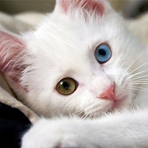 招き猫様ぁ【相互フォロー100％】