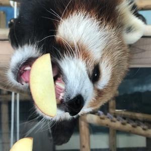 buzz.non@おじちゃんねる