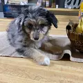 Super Weller Bourbon Pup