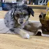Super Weller Bourbon Pup-avatar
