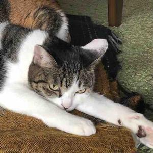 休息のネコロンボ