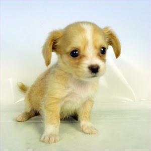 動物好き集まれ！