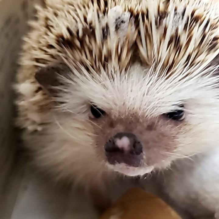 ‎︎💕︎りちょぱｯෆ🦔の画像