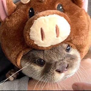 カワウソ コタロー